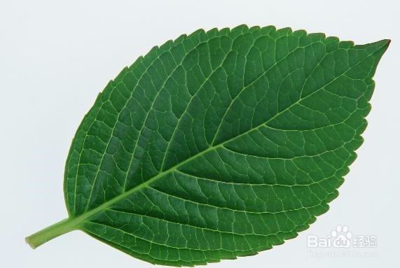 叶脉书签的做法