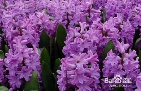 这4种花，就在冬天长得旺，花开的又多又艳，快来瞧瞧！