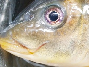 美食汤羹--鲜浓鲤鱼汤