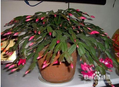 蟹脚兰打花苞如何浇水