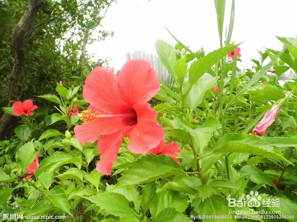 扶桑花的养殖方法hff