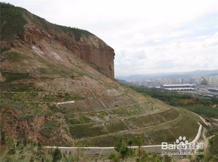 20头的三七多少钱一斤,近期的行情怎么样?