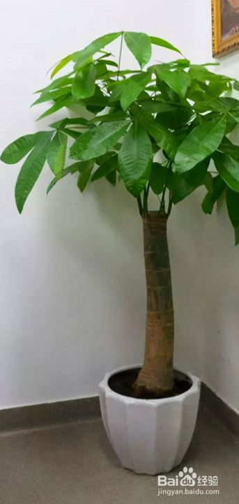 瓜栗怎么养护