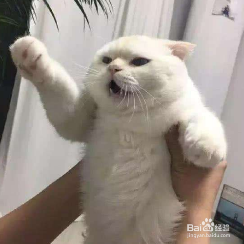 猫咪为什么不喜欢别人抱?