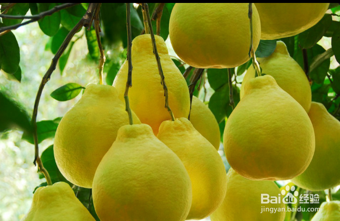 秋季适宜吃的水果有哪些