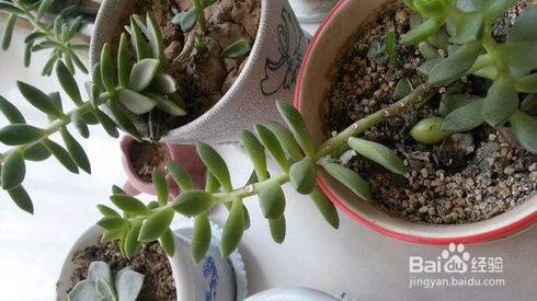 多肉徒长 越长越高的原因有哪些 百度经验