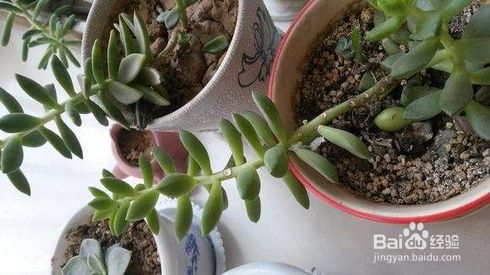 多肉徒长 越长越高的原因有哪些 百度经验 多肉徒长 越长越高的原因有哪些 百度经验