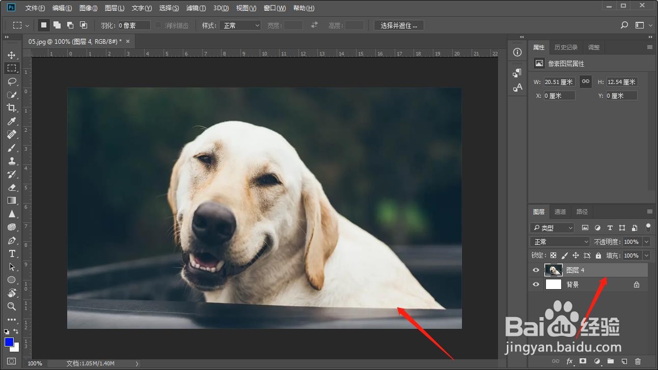 如何在PS中将宠物狗的鼻子做成变大的效果？