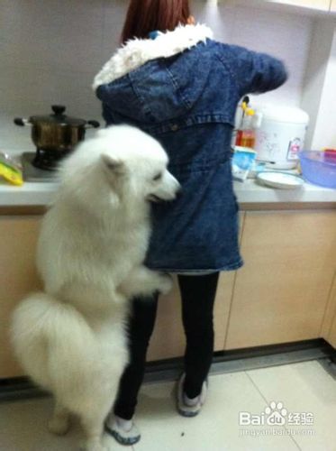 日常中如何训练萨摩耶的最理想年龄阶段