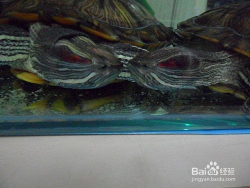 养龟前必读3--超详细的保暖设备选购攻略