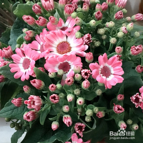 瓜叶菊最长时间可以养多久?