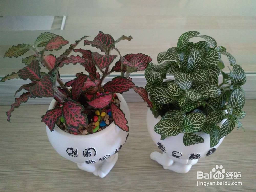 办公室怎样养殖网纹草