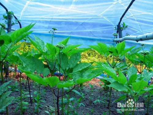 人参花茶 人参花价格 作用及食用方法 百度经验