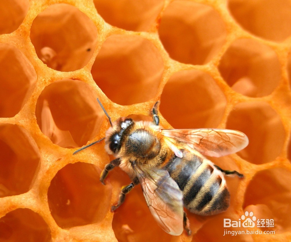 蜜蜂的排泄系统