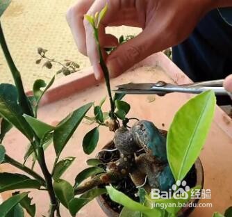 桔子树冻伤了怎么补救