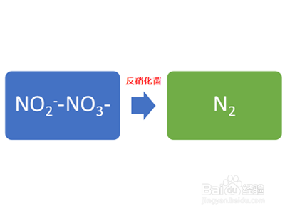 生物法除氮中有哪几种脱氮菌