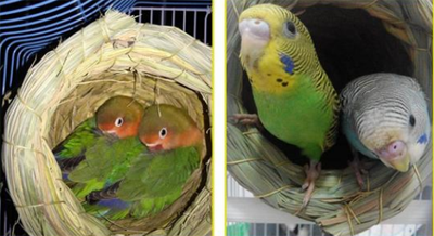 虎皮鹦鹉的脚流血了止不住怎么办