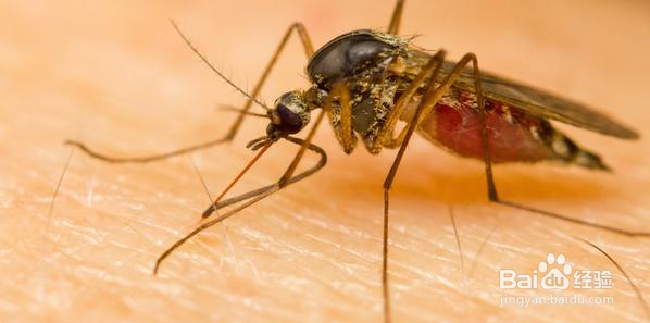 为什么有的人特别吸引蚊子？