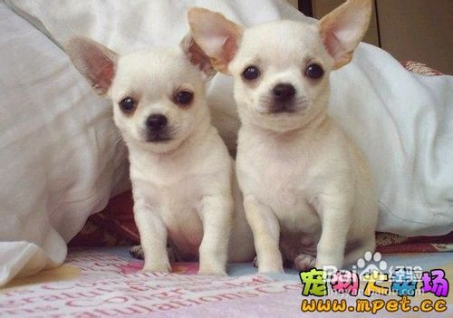 如何挑选吉娃娃