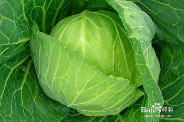 适合控制体重吃的12种食物