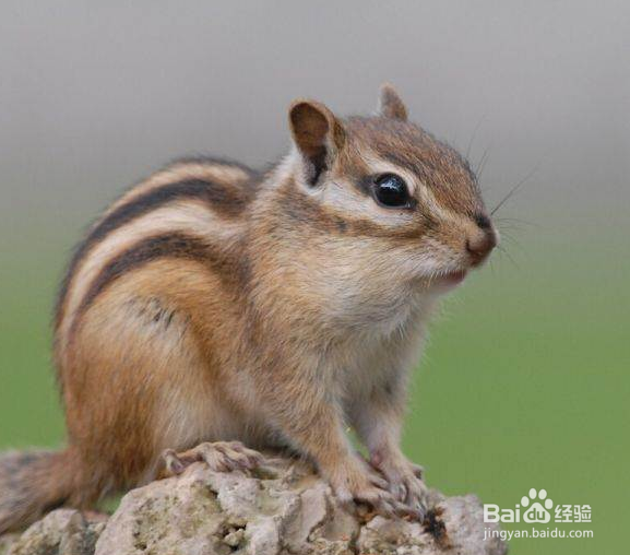 指南金花松鼠饲养