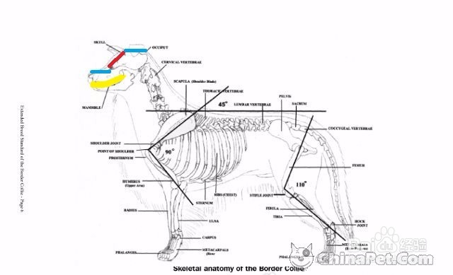 怎样挑选边境牧羊犬？
