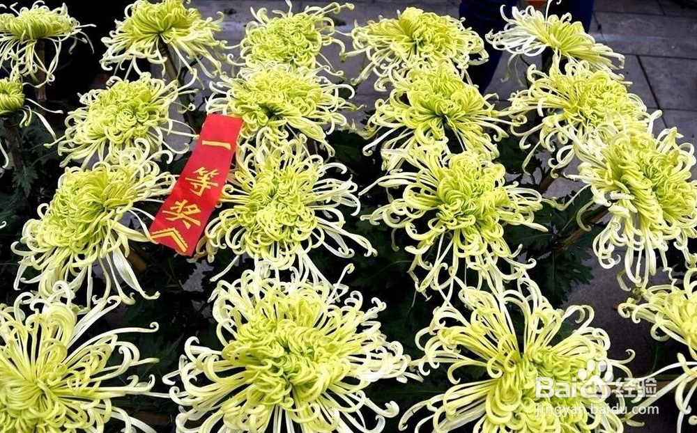 菊花优质品是什么特征?