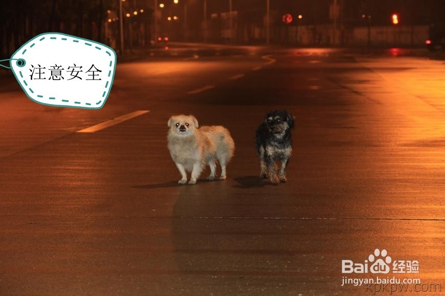 狗狗腿抽搐怎么办狗狗抽搐的原因