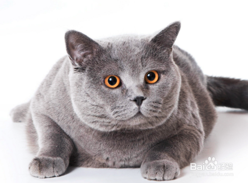 PS如何制作火红猫