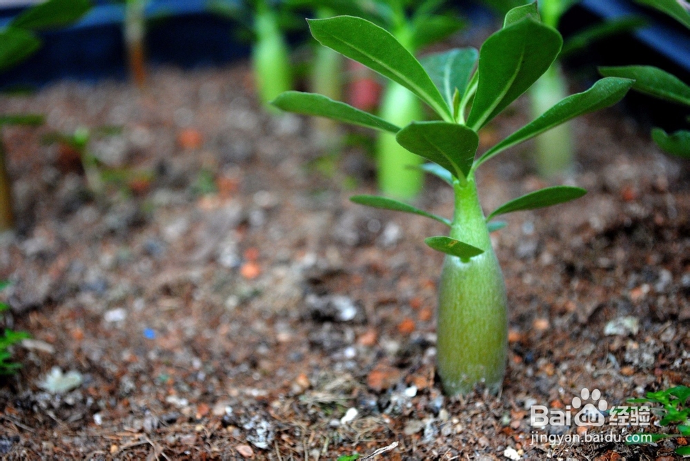 多肉植物的繁殖方法有哪些