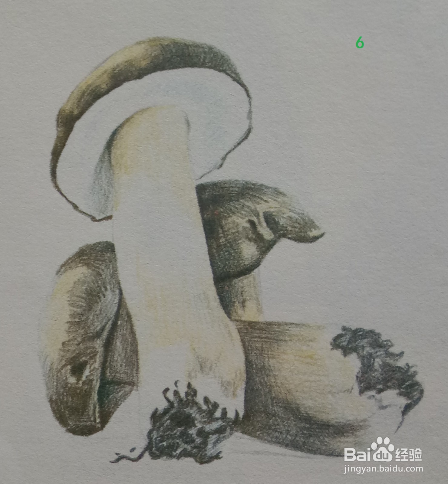 色铅笔绘制蘑菇