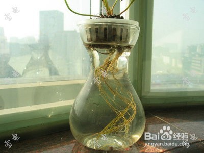 水培草莓技术教程