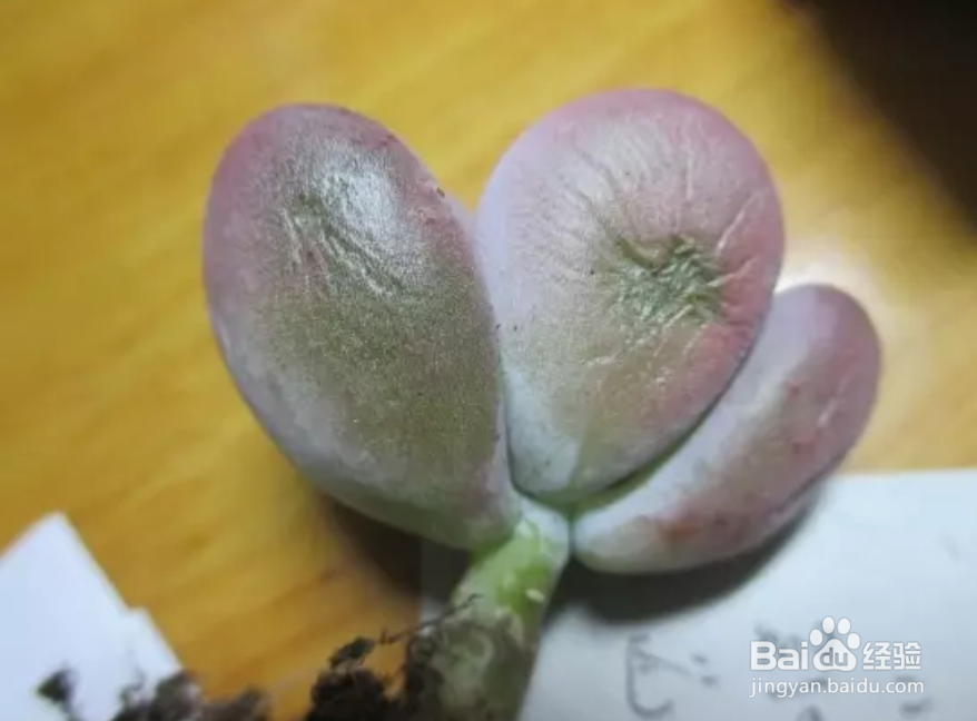 多肉叶子干瘪怎么办？