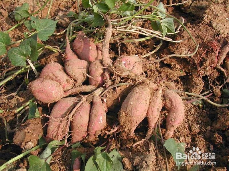 预防抗癌的几种食物