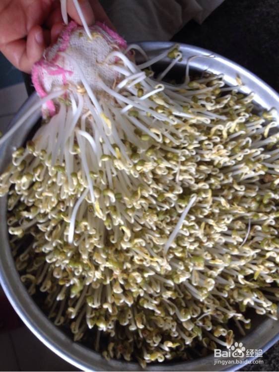 如何发纯正的绿豆豆芽更健康