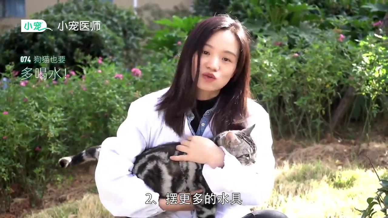 如何让狗猫多喝水？