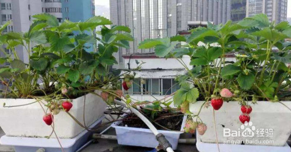 盆栽草莓苗的种植方法及注意事项