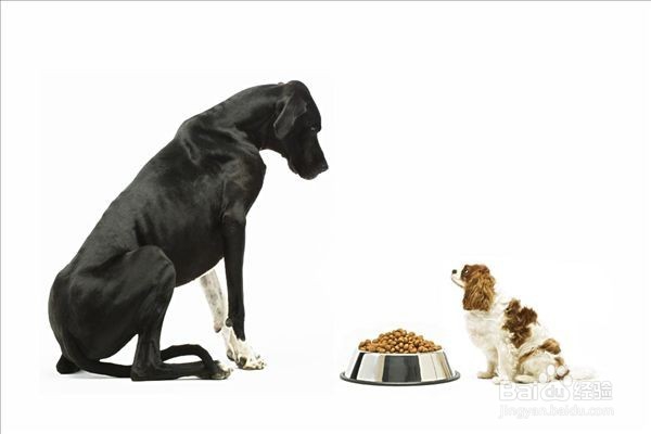 <b>如何选择狗碗，宠物猫狗食盆</b>
