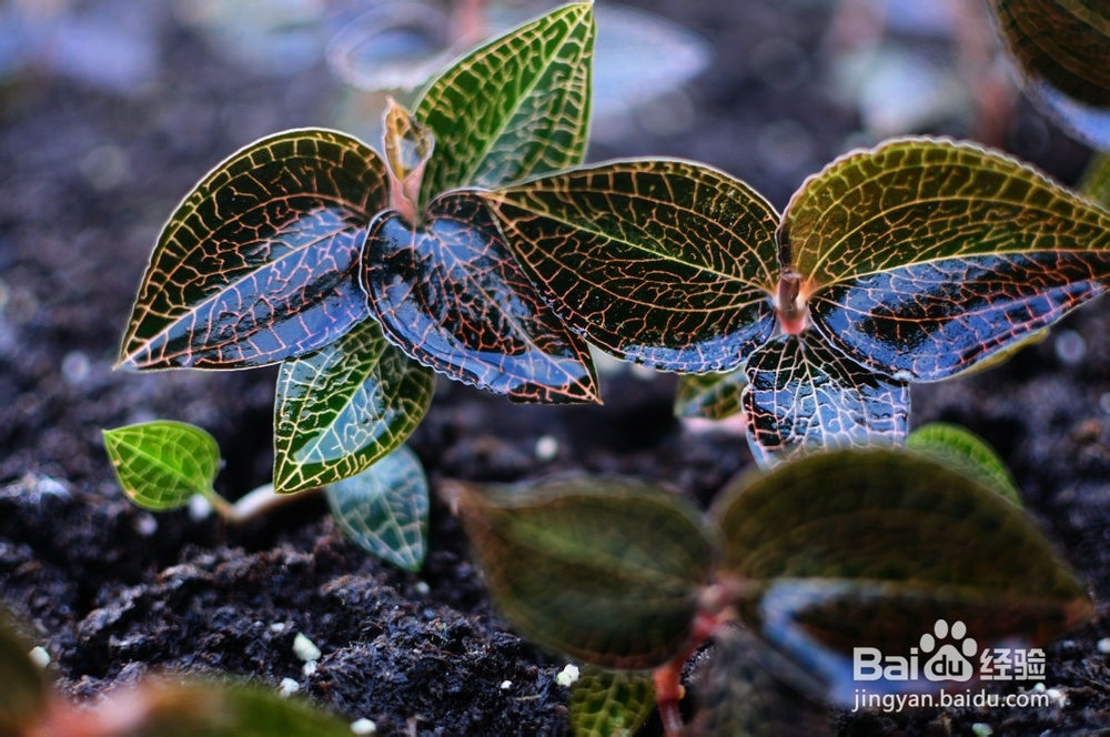 金线莲的功效与作用