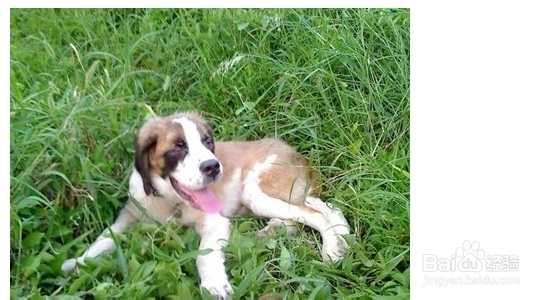 圣伯纳犬大小便怎么训练?