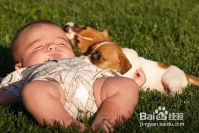 家里宝宝和宠物应该如果相处呢?