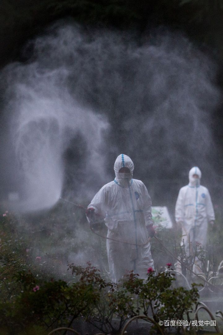 家里的跳蚤如何迅速彻底的根除