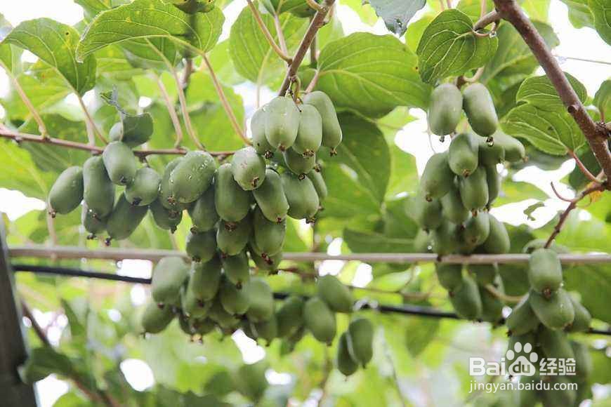 猕猴桃怎么挑更好吃?