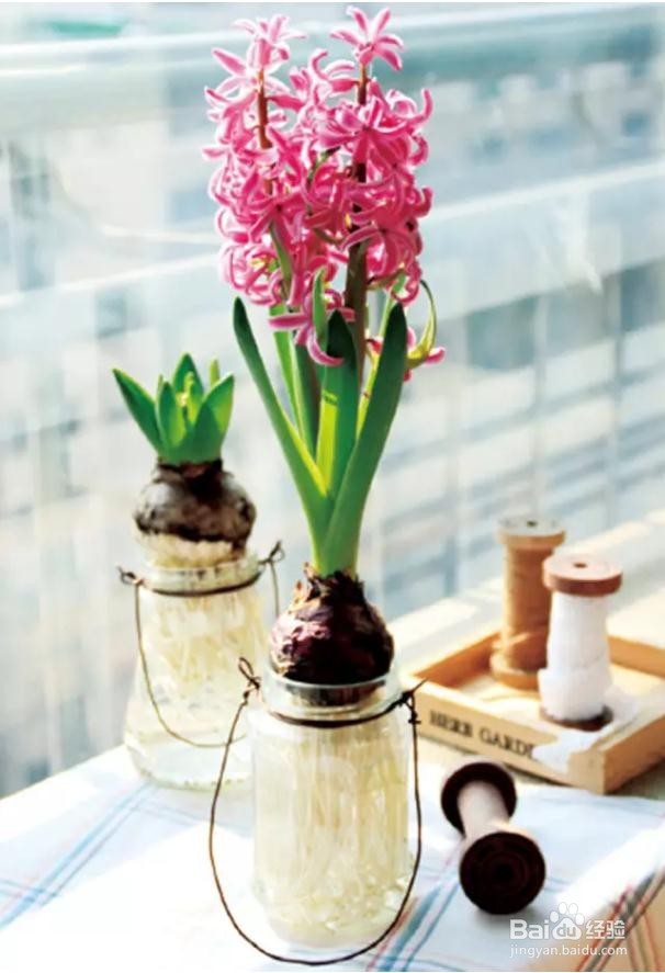 最适合懒人养的植物