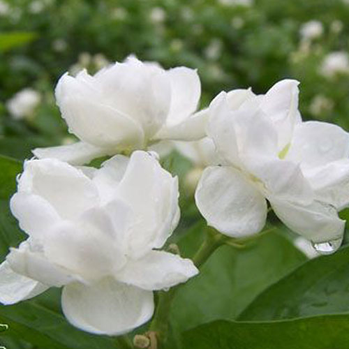 【防蚊虫】教你驱赶蚂蚁、蚊子、蟑螂的妙法