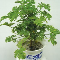 【防蚊虫】夏季避蚊驱蚊小窍门