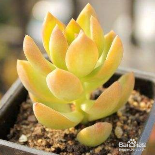 黄丽烂根原因及解决方法