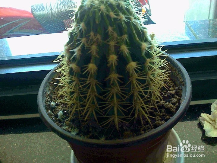 家养的盆栽仙人球怎样养护