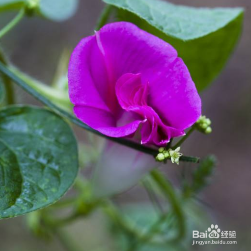夕颜花的培育方法和注意事项