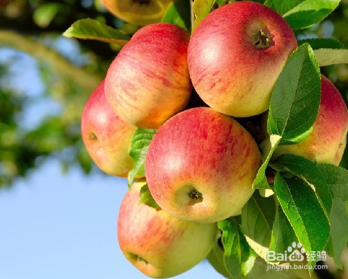 长期吃苹果居然会这样！